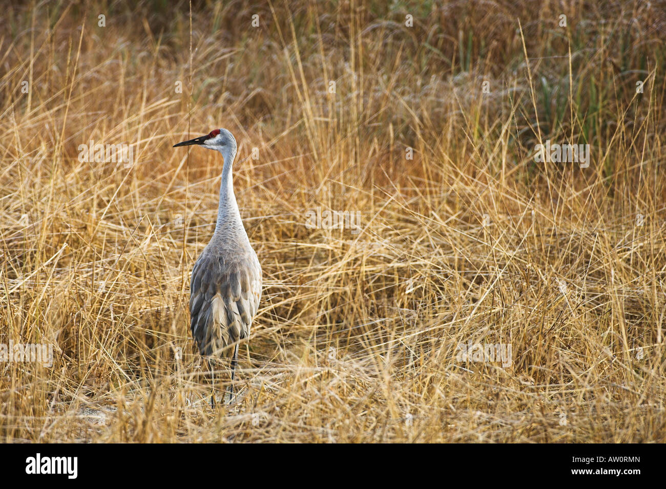 Sandhill Crane Grus canadensis rests during migration in dry grassland