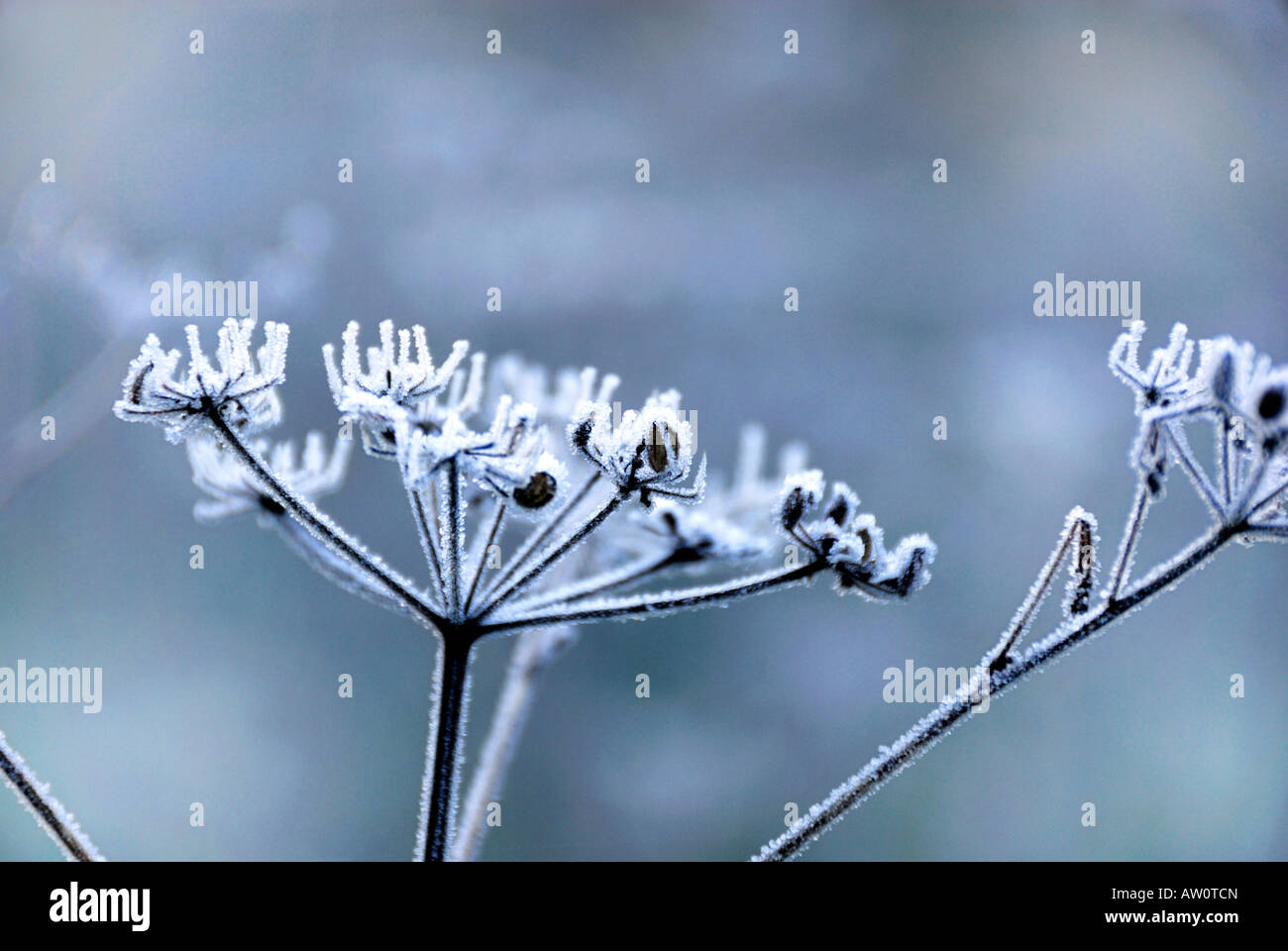 Seed head of cow parsley covered in frost Stock Photo - Alamy