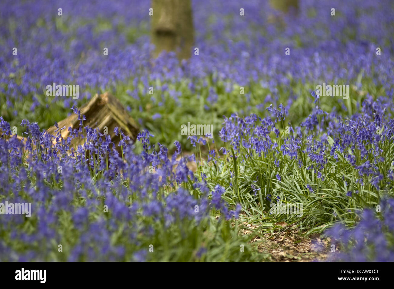 Scented English bluebell woods in spring, Chiltern Hills, UK. Stock Photo