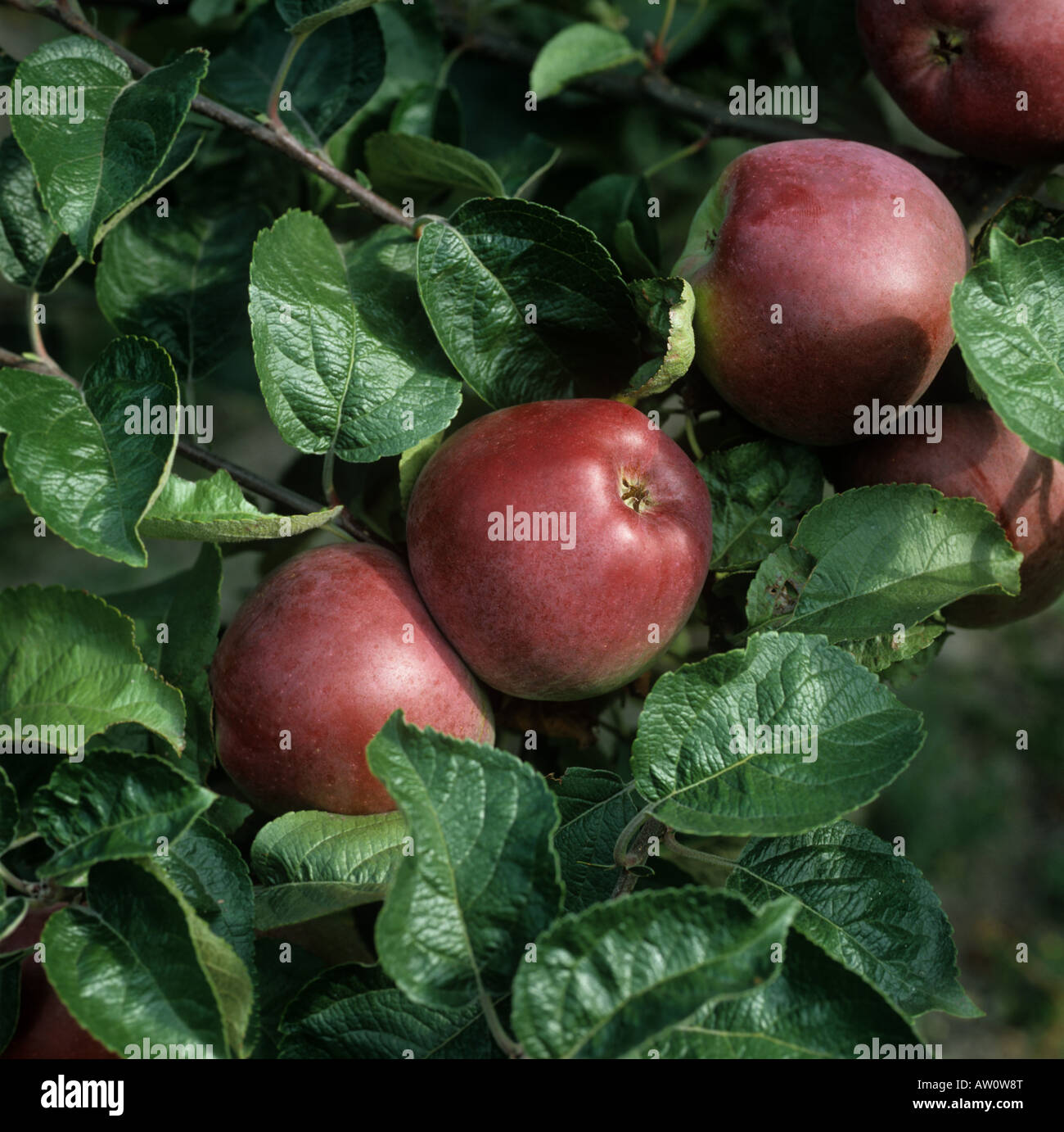 Mature Spartan apples on the tree Stock Photo