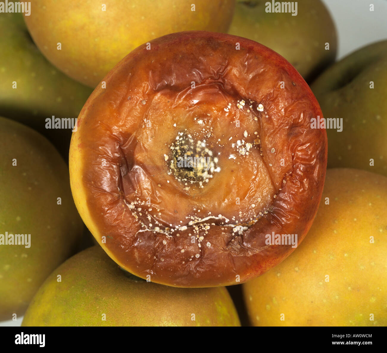 Gloeosporium rot Pezicula spp on store apple fruit Stock Photo