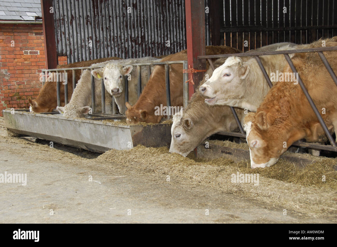 Head shots of Simmental X finishing cattle feeding on silage from open