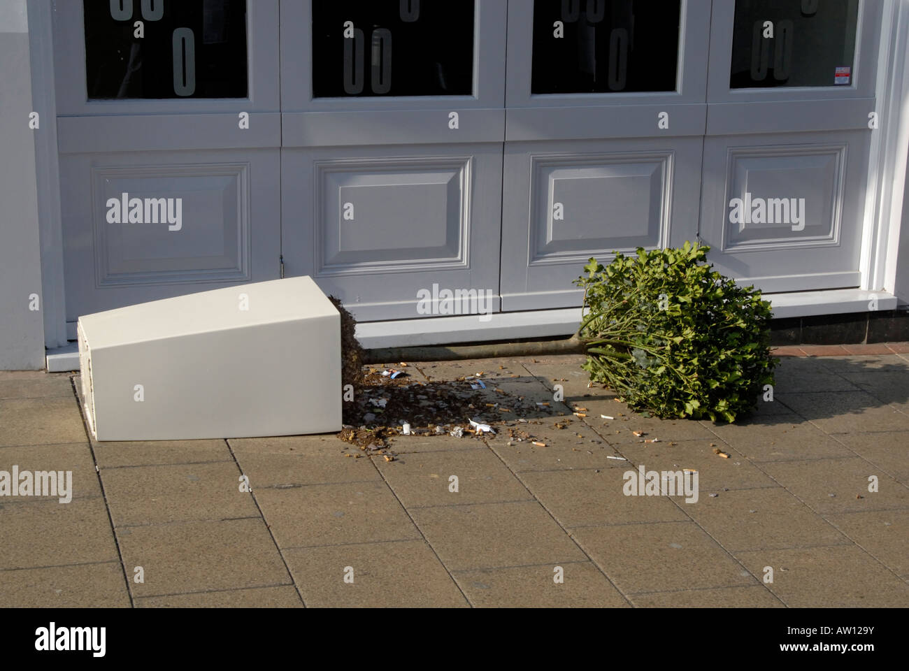 Saturday night vandalism: Ornamental potted tree and scattered cigarette butts in front of club on Sunday morning, Sutton Surrey Stock Photo