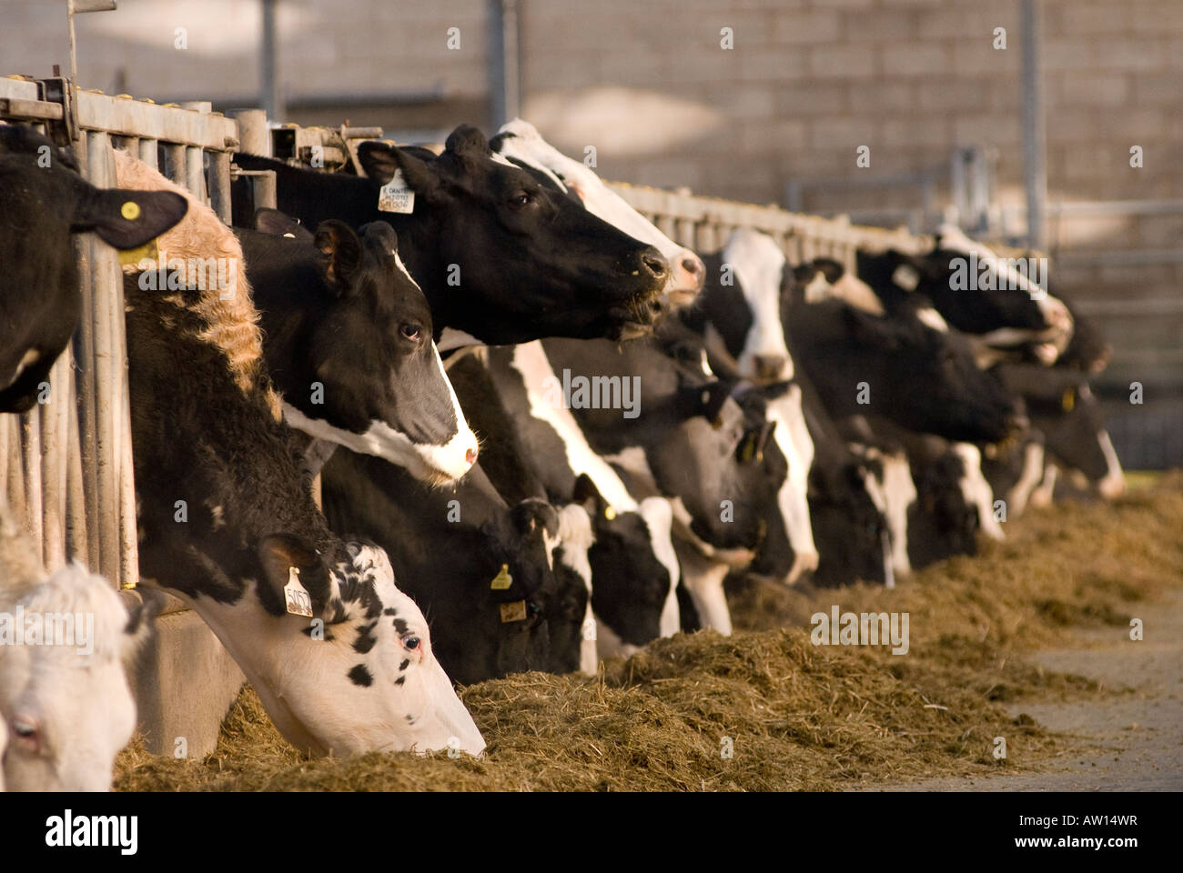 friesian cows eating hay in a barn on a farm in the uk Stock Photo - Alamy