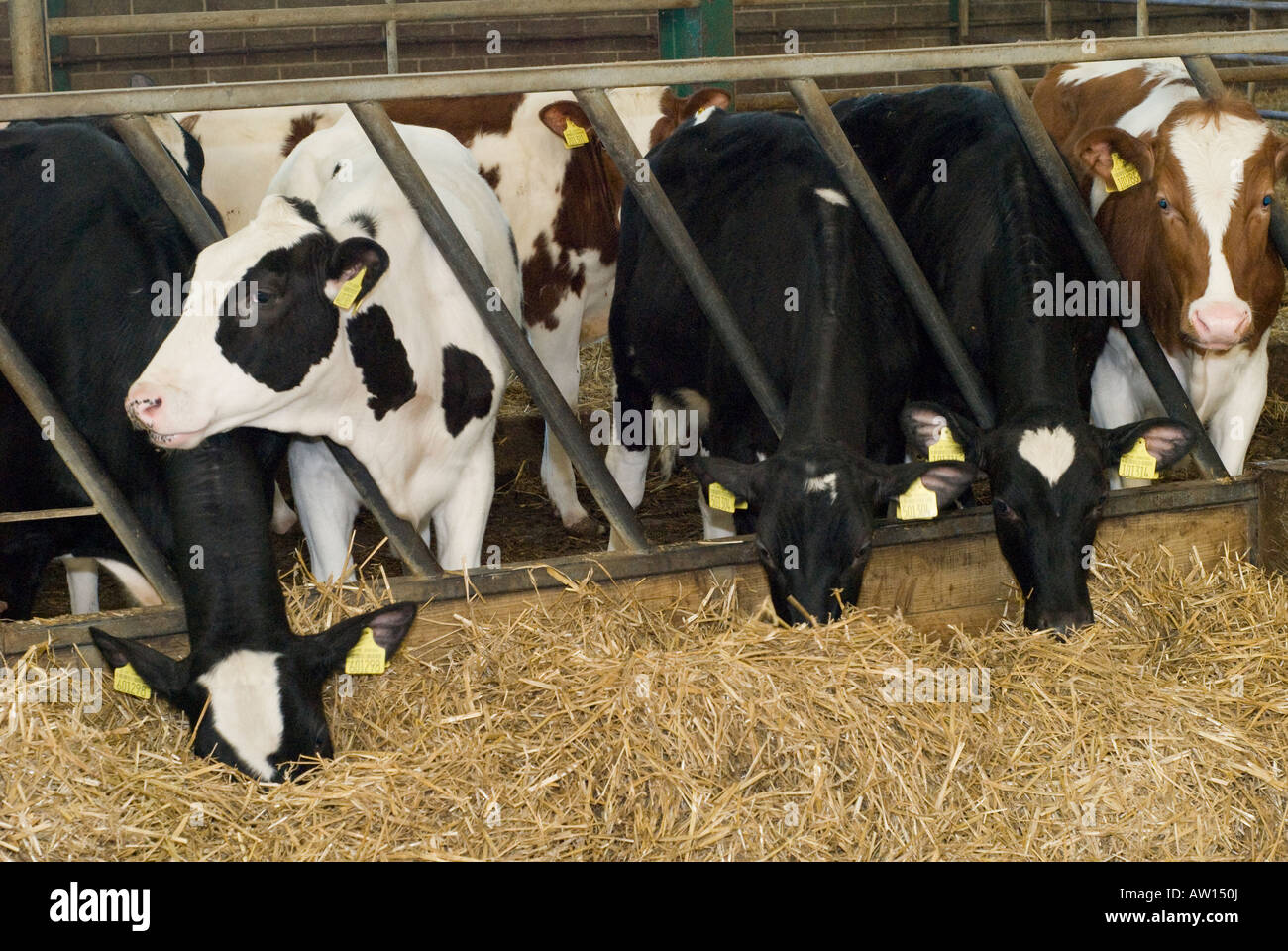 friesian cows eating hay in a barn on a farm in the uk Stock Photo - Alamy