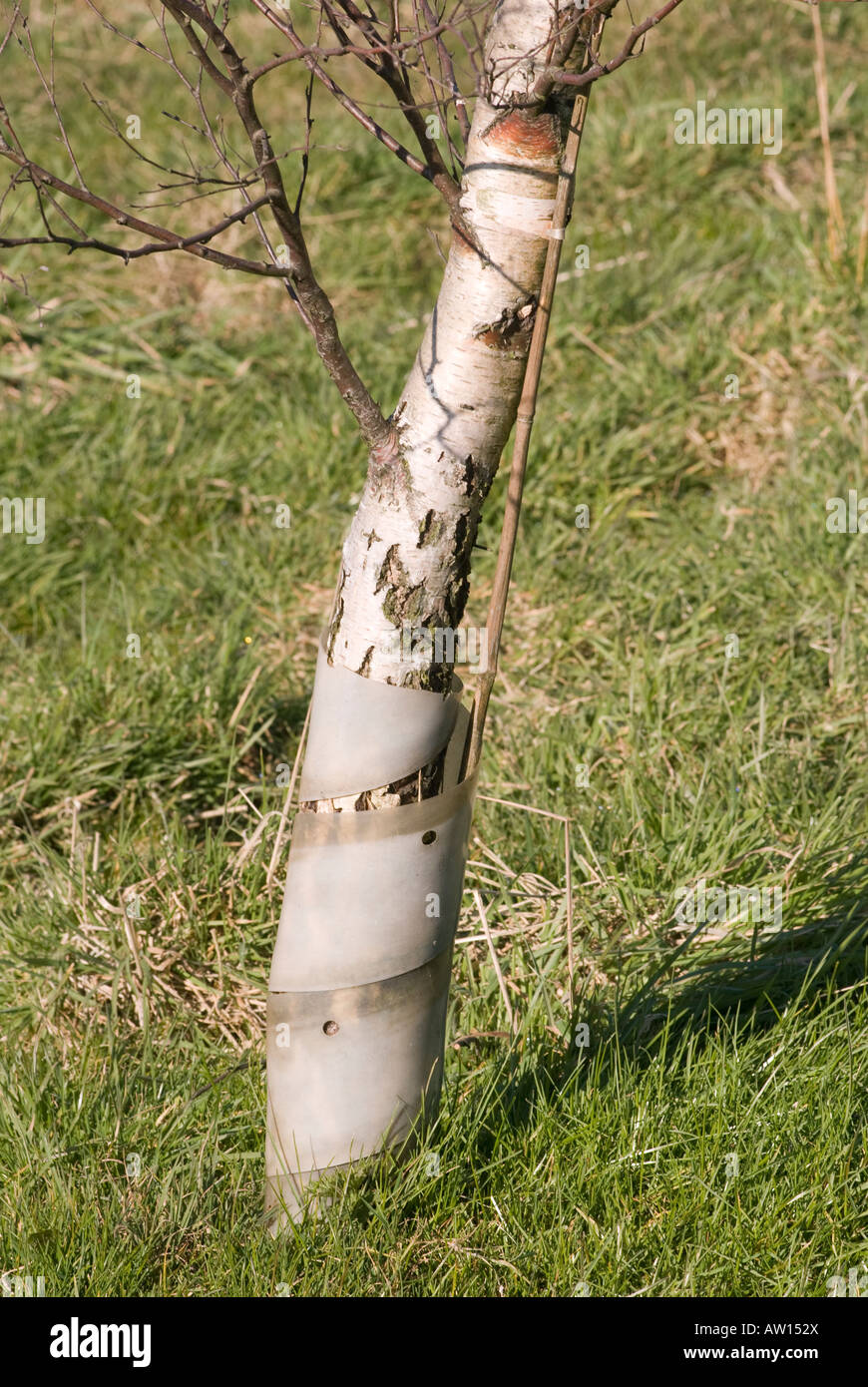 young tree with protective plastic around it Stock Photo