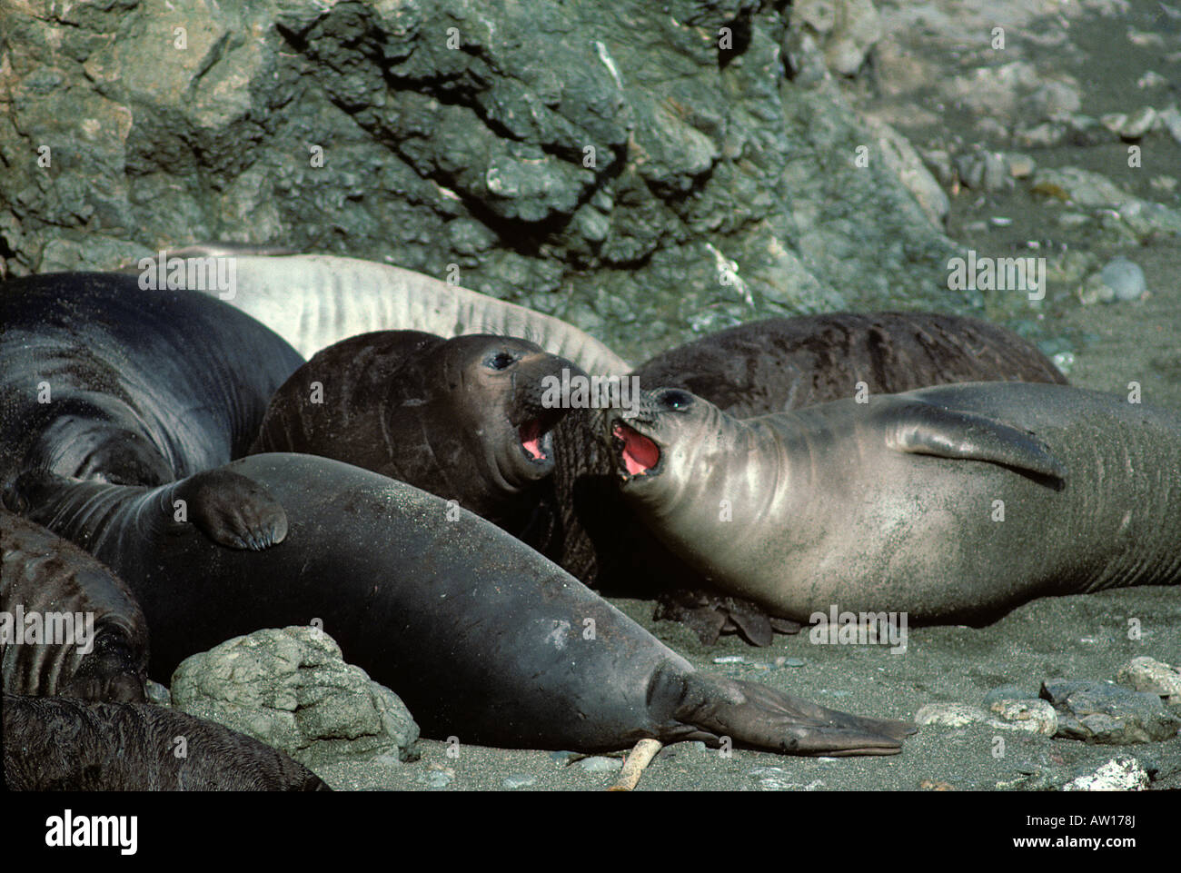 Female Elephant Seals Baja California Mexico Stock Photo Alamy