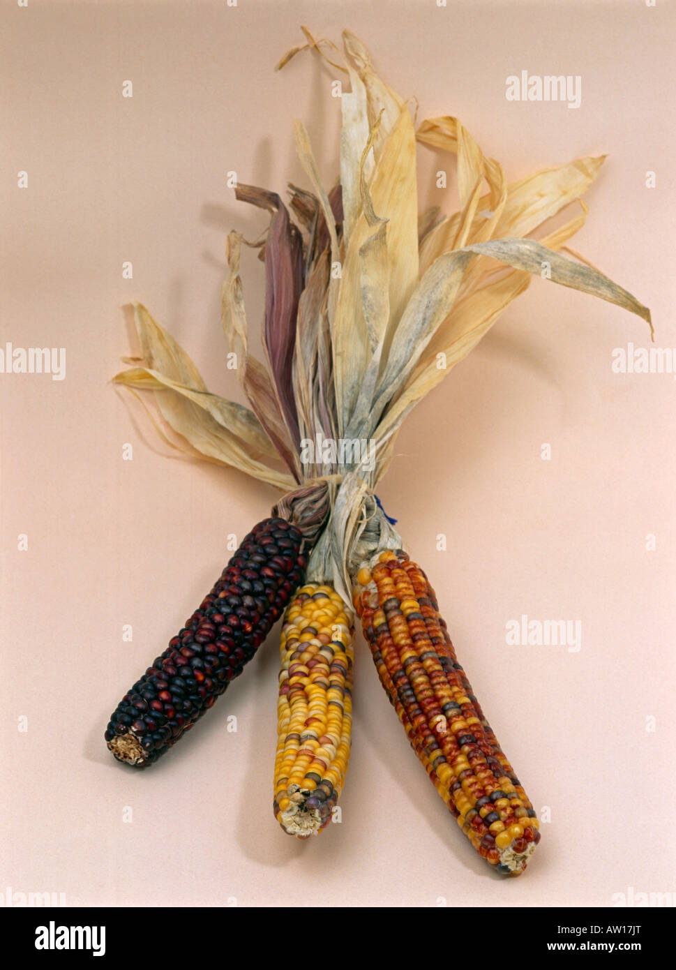 Indian Corn Corn On The Cob Stock Photo