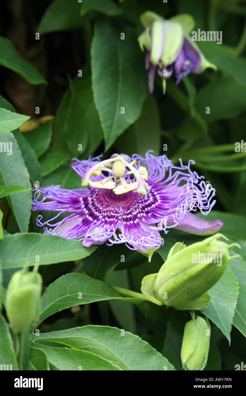 Passiflora Incense Lavender purple flowering passion flower producing a yellow fruit at Harry P Leu Gardens in Orlando FL It is Stock Photo