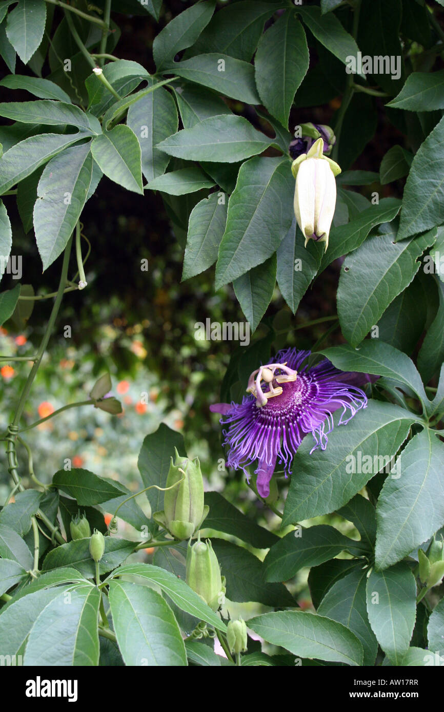 Passiflora 'Incense' Lavender-purple flowering passion flower producing a yellow fruit at Harry P. Leu Gardens in Orlando FL. It Stock Photo