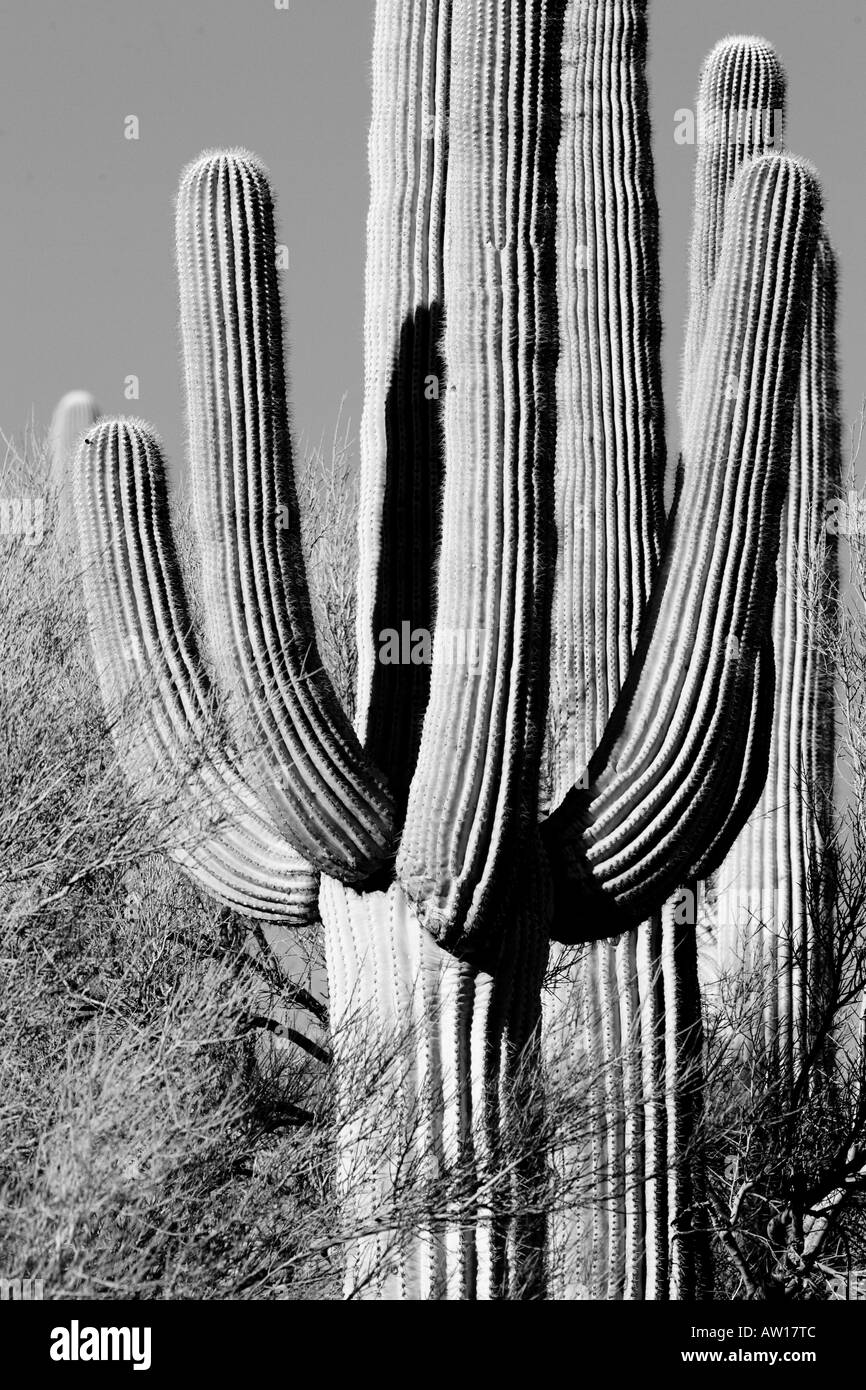 A black and white landscape photo of the Sonoran Desert, featuring towering a Saguaro Cactus. Stock Photo