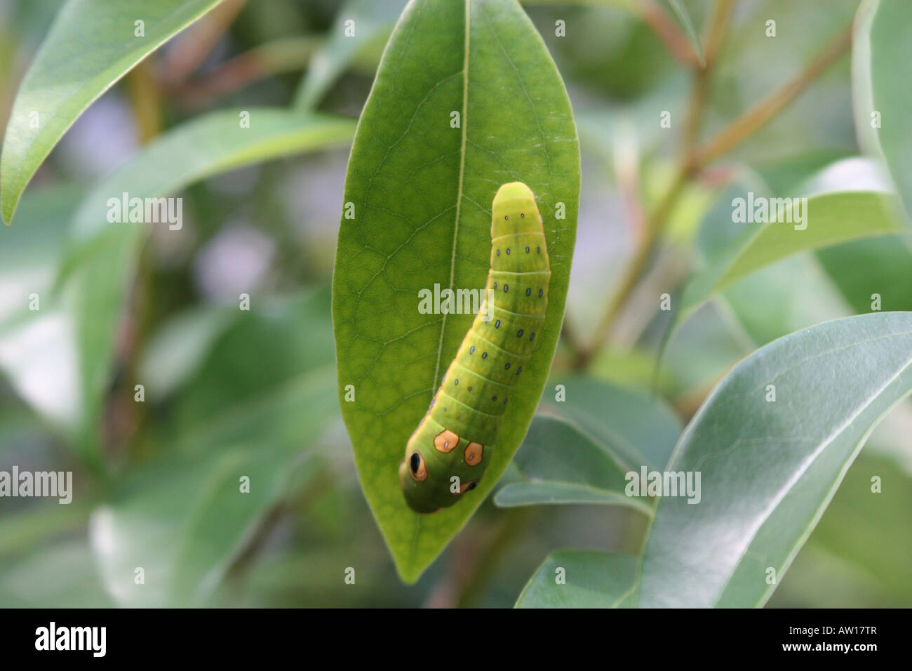 Camouflaged Spicebush Swallowtail Larva Papilio troilus Stock Photo