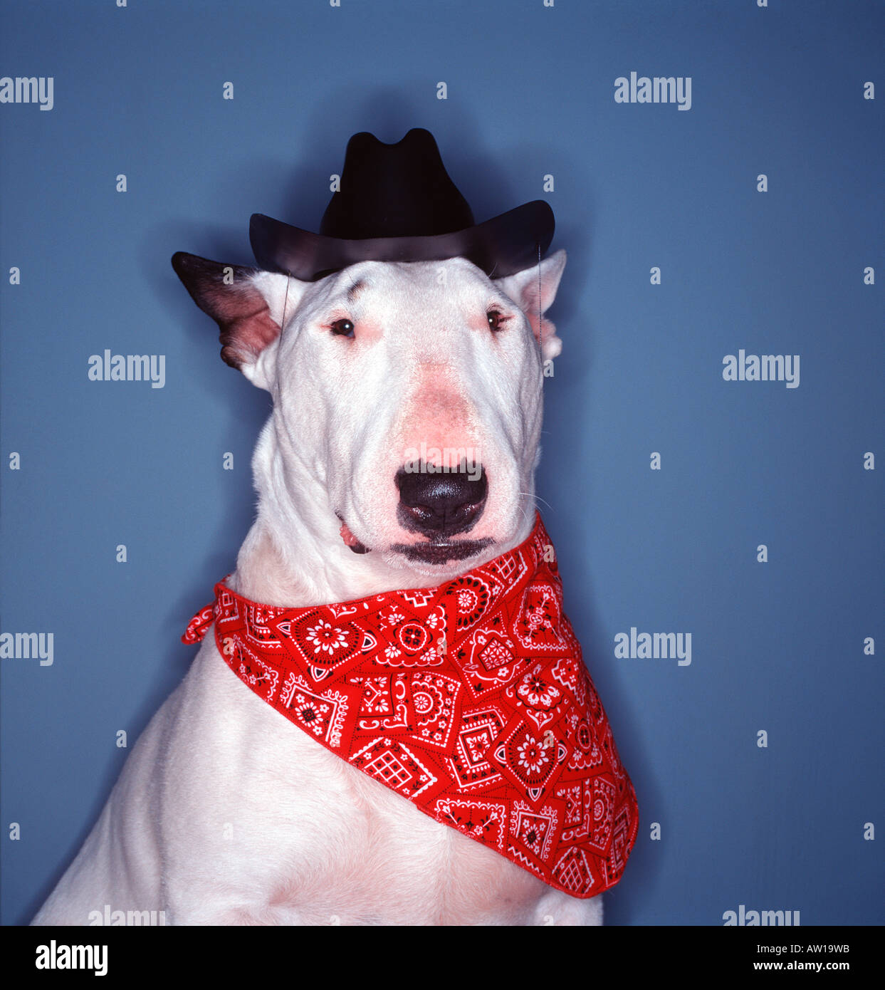 cowboy hat dog