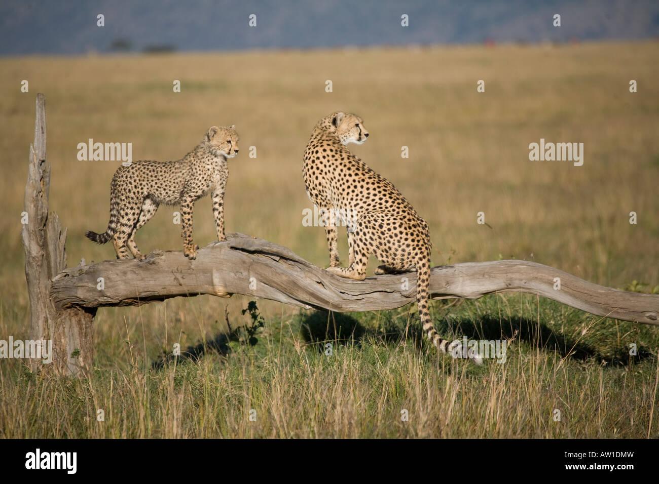 Cheetah (acinonyx jubatus) with cub on dead tree Stock Photo