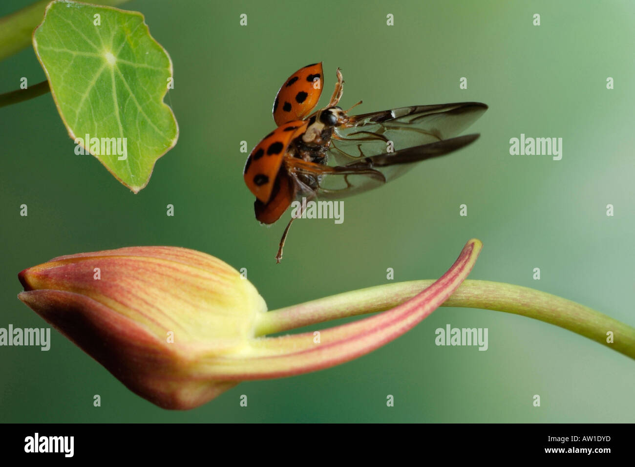 Asian lady beetle (Harmonia axyridis) Stock Photo