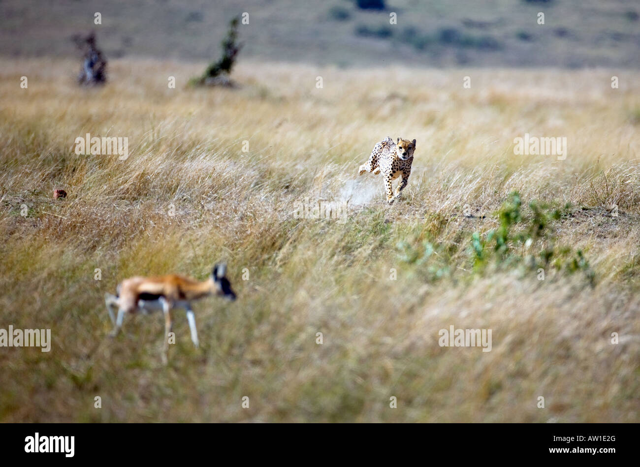 Gazelle running hi-res stock photography and images - Alamy
