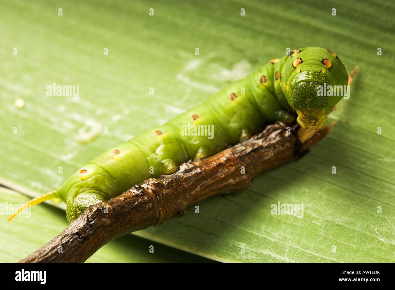 White Lined Sphynx caterpillar (Hyles lineata). Also known as Hawk ...