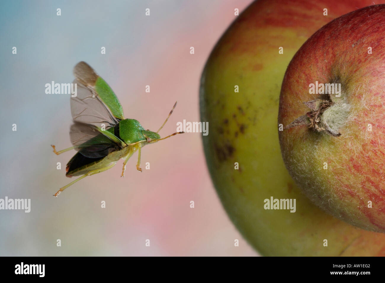 Green shieldbug (Palomena prasina) Stock Photo