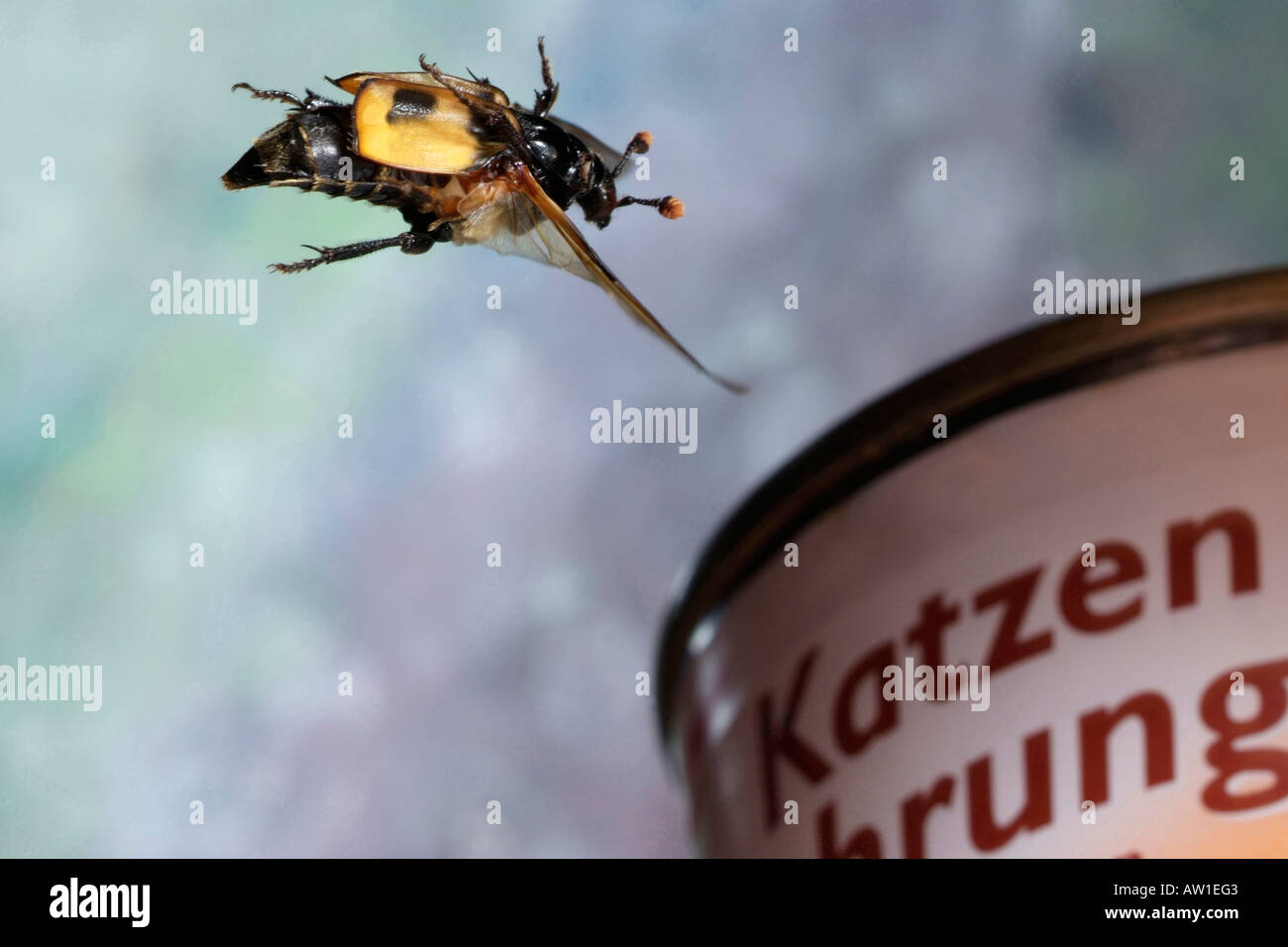 Sexton Beetle (Necrophorus vespillo) Stock Photo
