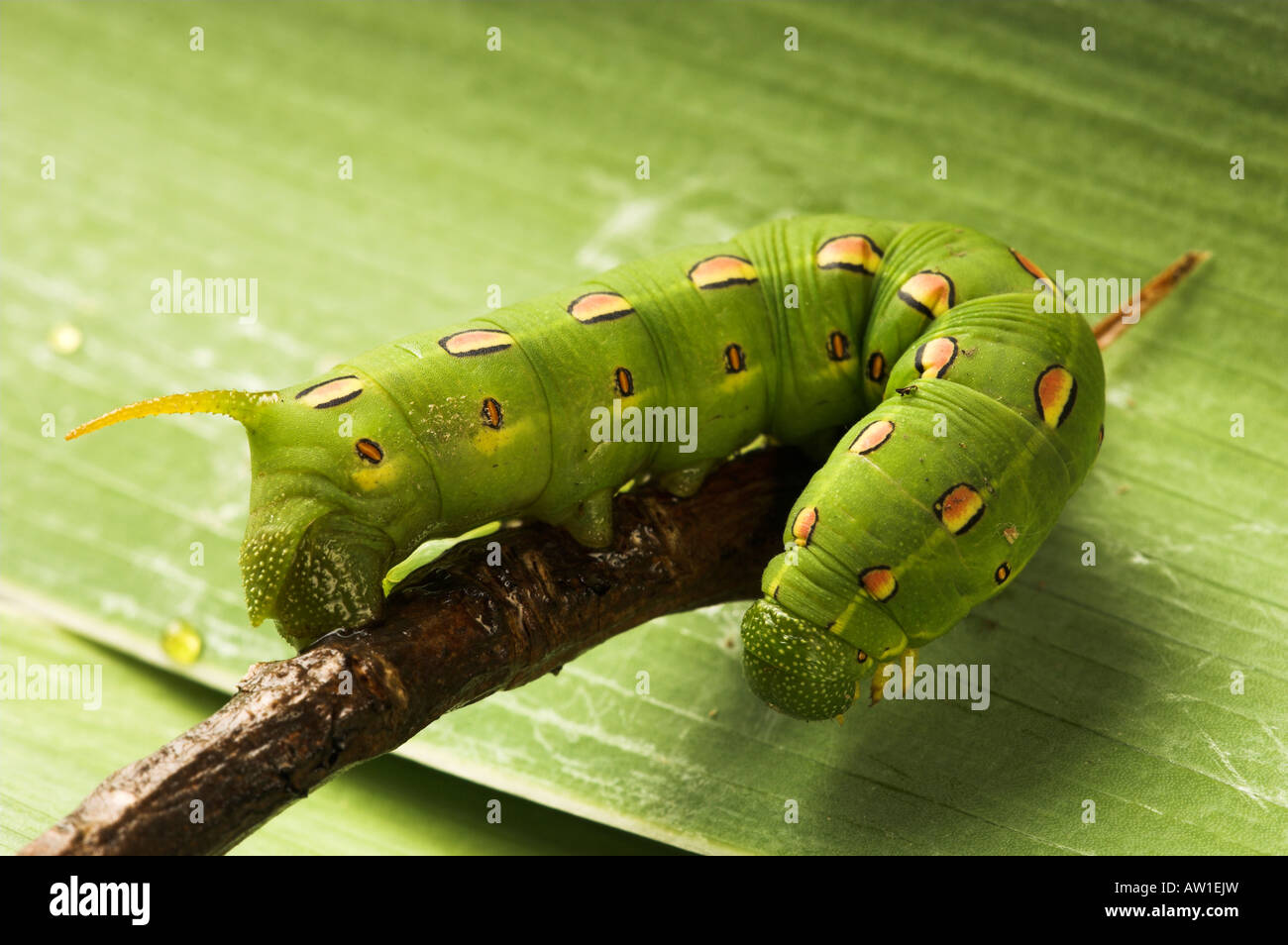 White Lined Sphynx caterpillar (Hyles lineata). Also known as Hawk ...