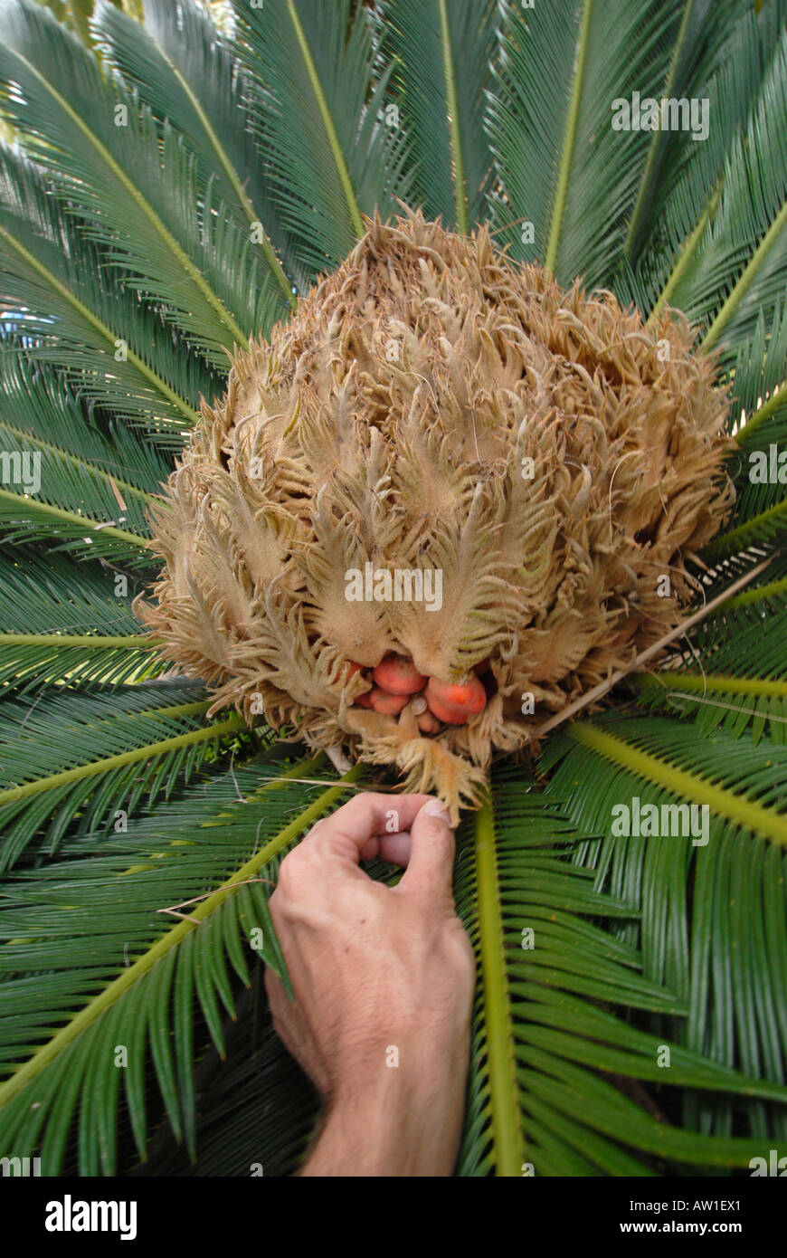 Hand showing the expensive seeds in a female palm tree Nano