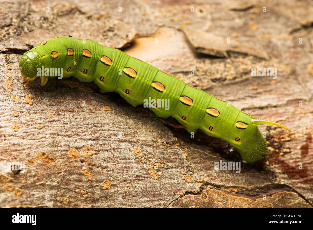 White Lined Sphynx caterpillar (Hyles lineata). Also known as Hawk ...
