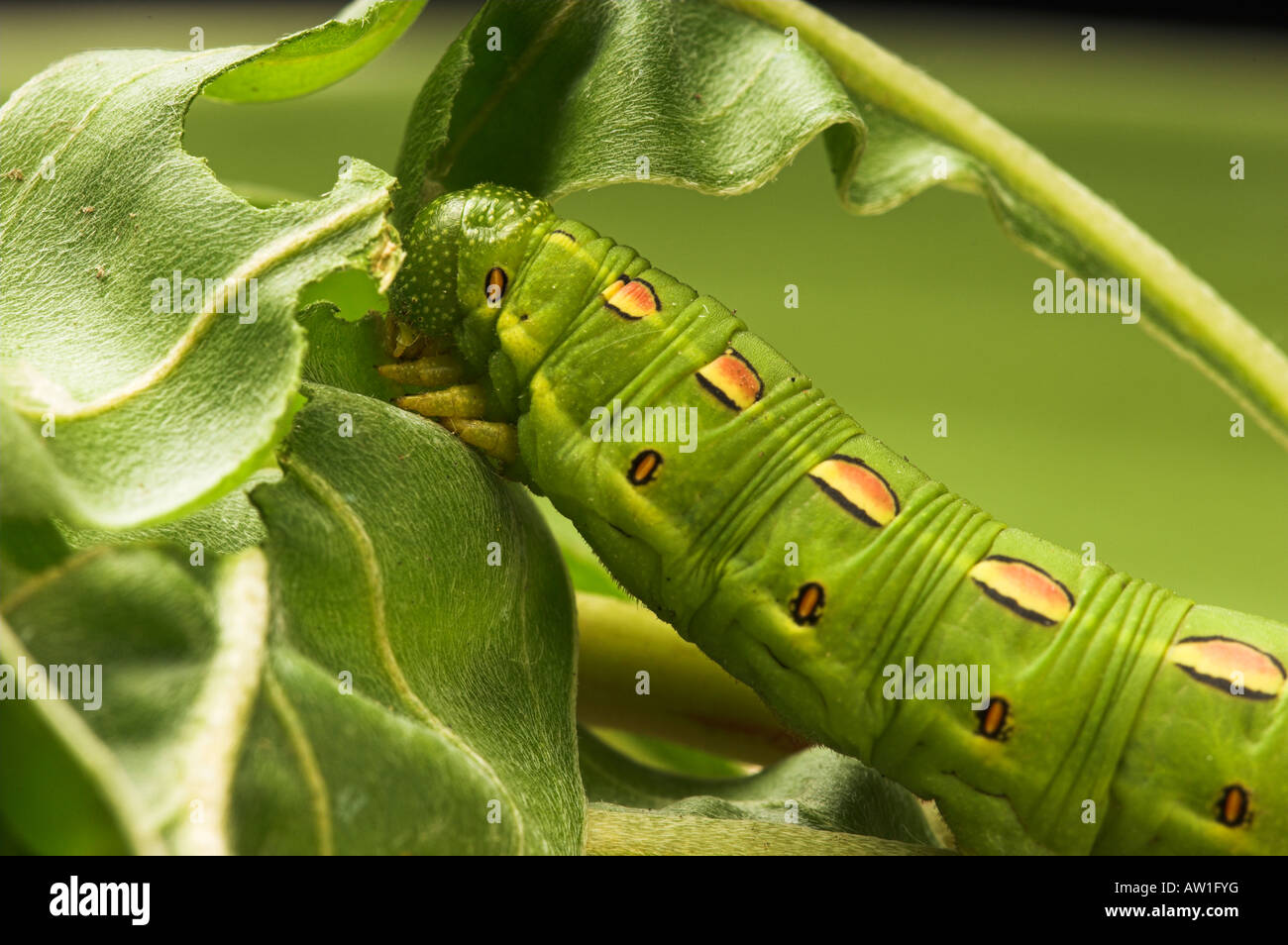 White Lined Sphynx caterpillar Hyles lineata Also known as Hawk Moths ...