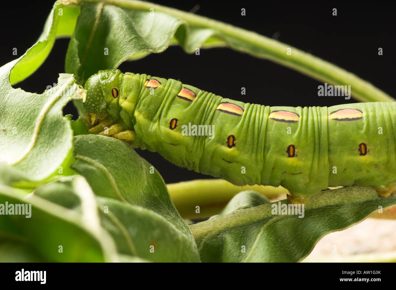 White Lined Sphynx caterpillar Hyles lineata Also known as Hawk Moths ...