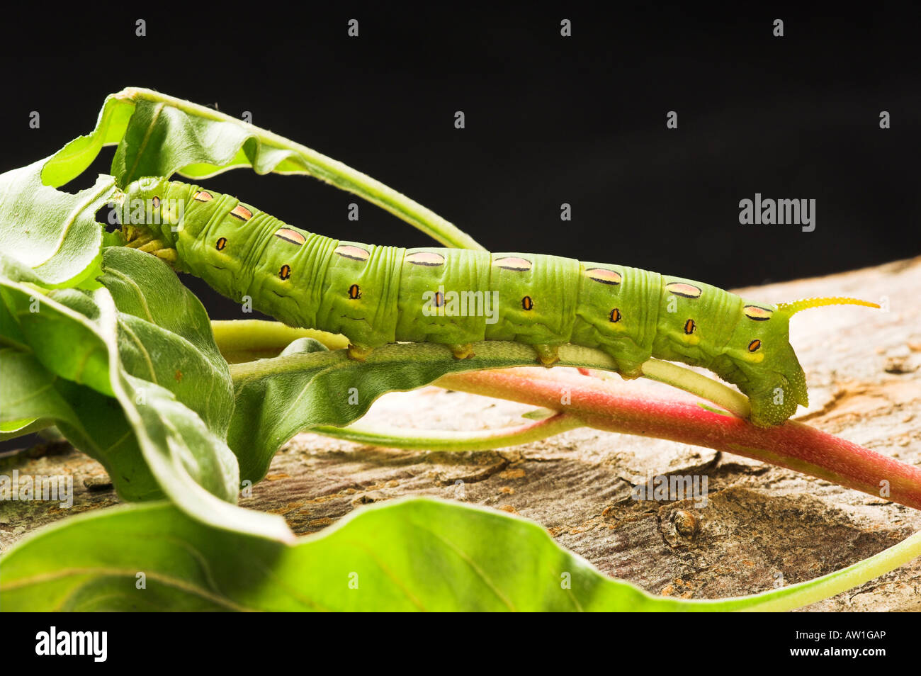 White Lined Sphynx caterpillar Hyles lineata Also known as Hawk Moths ...