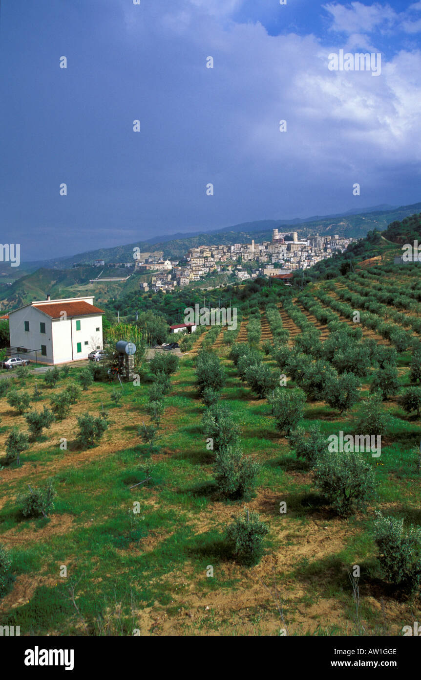 Olive grove calabria italy hi-res stock photography and images - Alamy