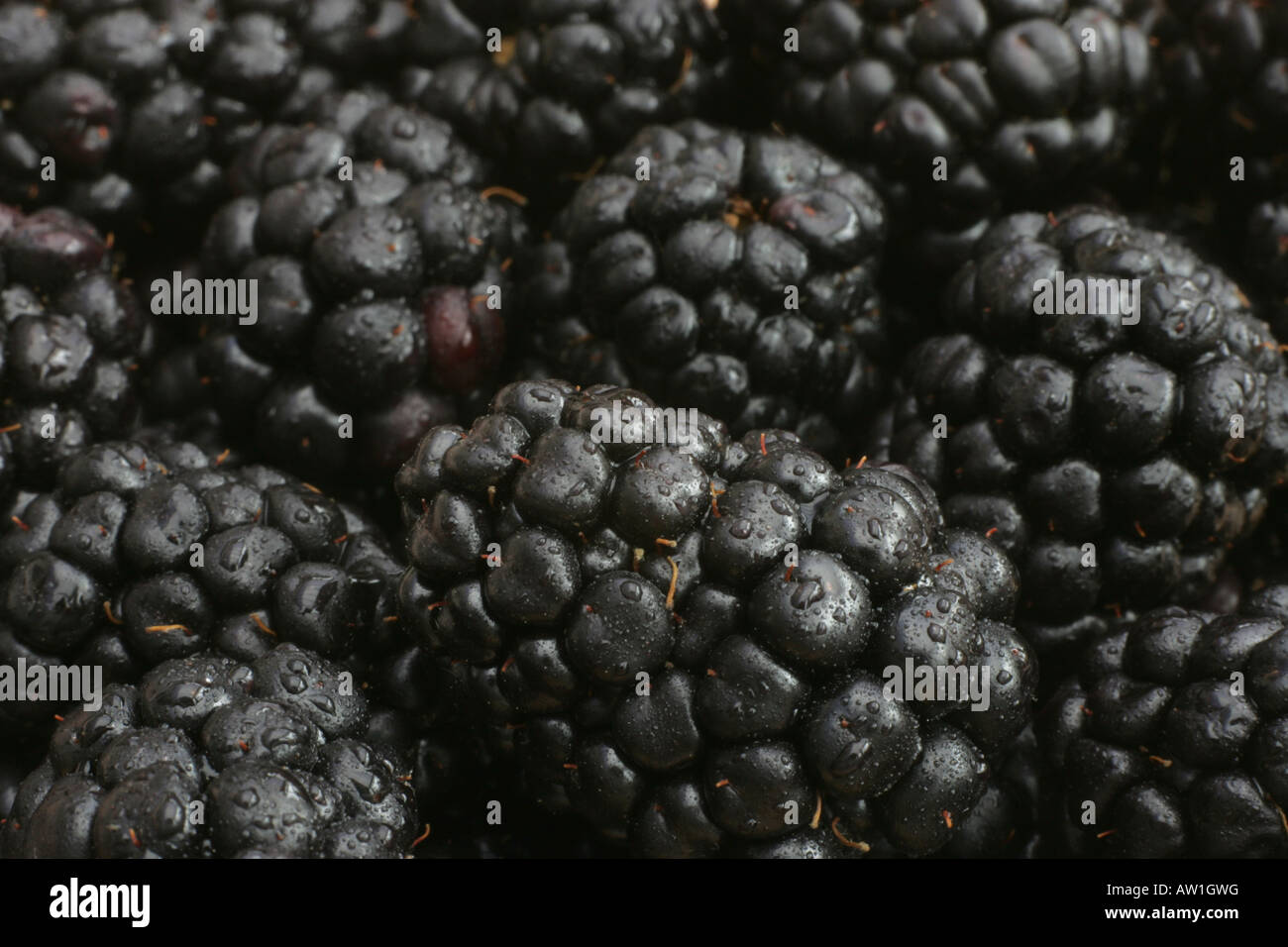 Blackberries Stock Photo