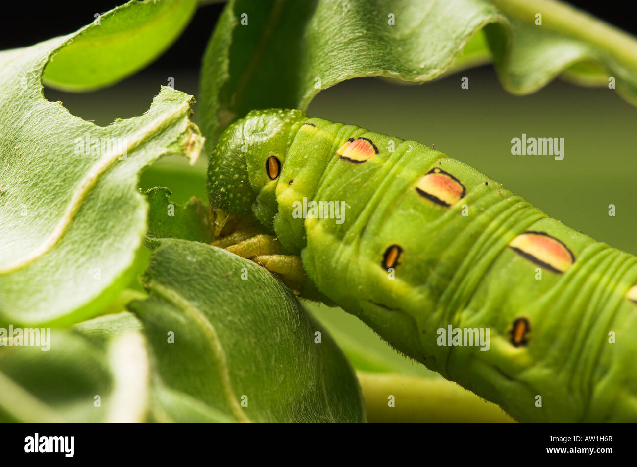 White Lined Sphynx caterpillar Hyles lineata. Also known as Hawk Moths ...