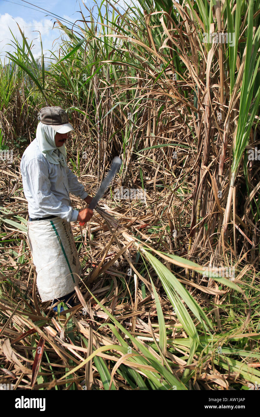 Venezuela Zuckerrohr sugar cane Stock Photo Alamy