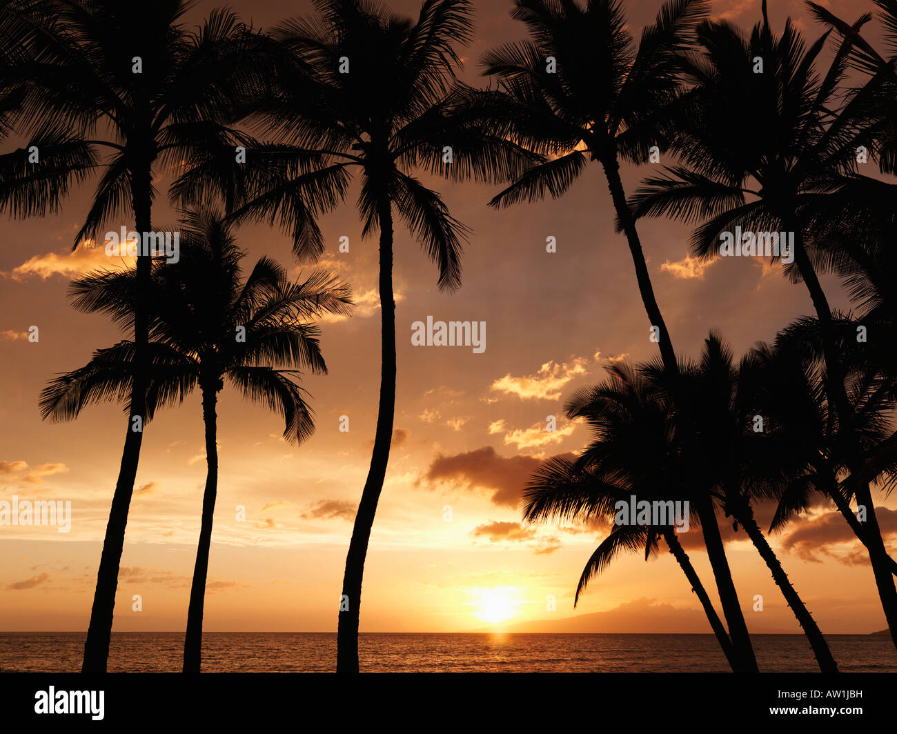 Maui Hawaii sunset framed by silhouetted palm trees Stock Photo