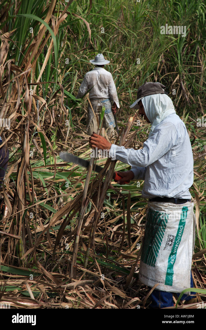 Farmer cutting sugar cane hires stock photography and images Alamy