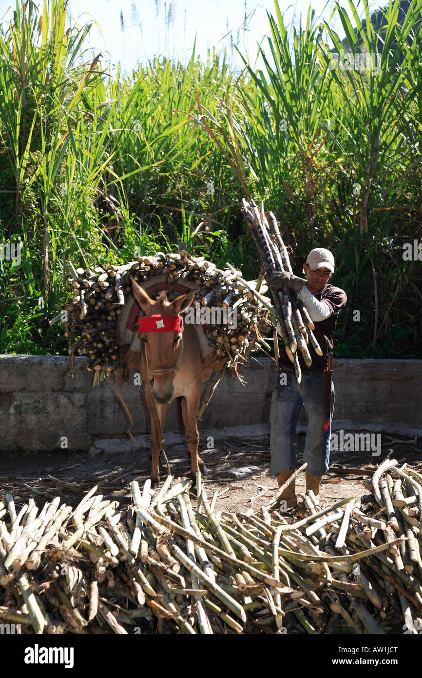 Venezuela Zuckerrohr sugar cane Stock Photo Alamy