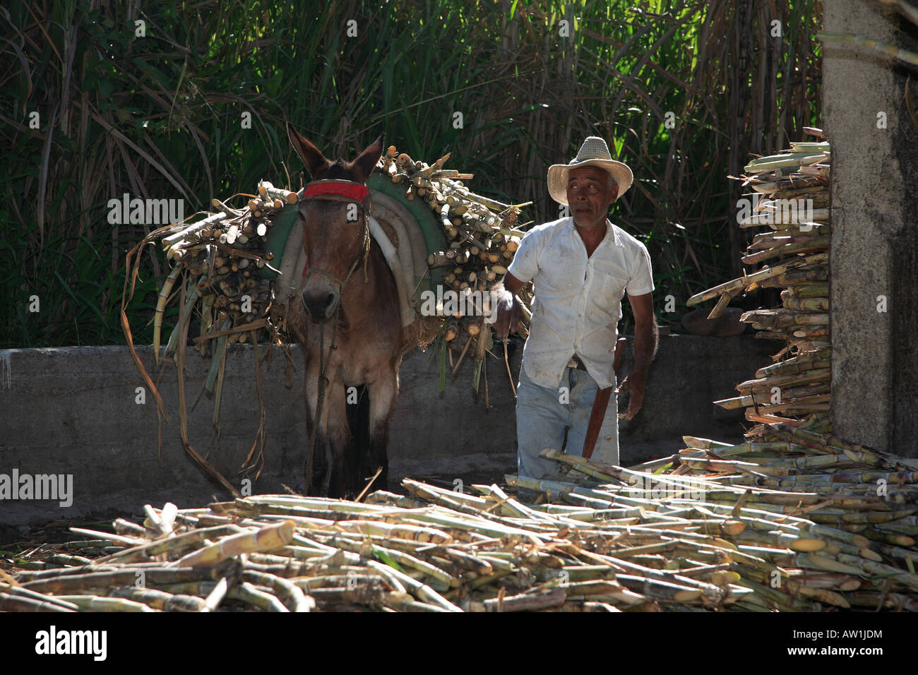 Venezuela Zuckerrohr sugar cane Stock Photo Alamy