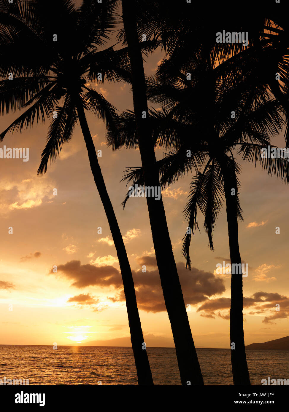 Sunset and palm trees by the Pacific Ocean in Maui Hawaii Stock Photo