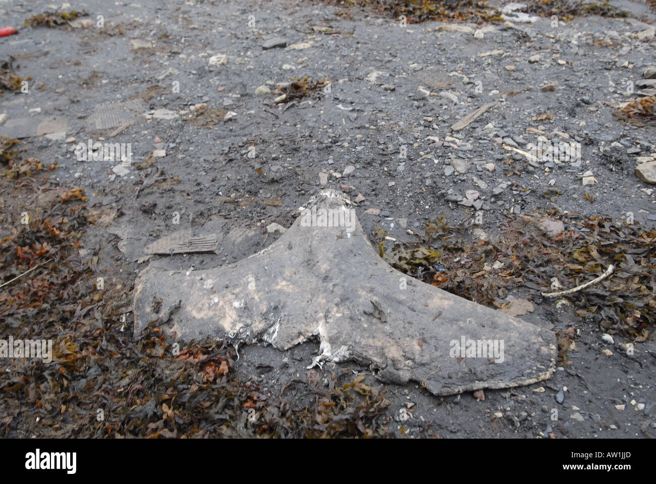 Fluke Remains of a dead narwhal monodon monoseros after a killing ...