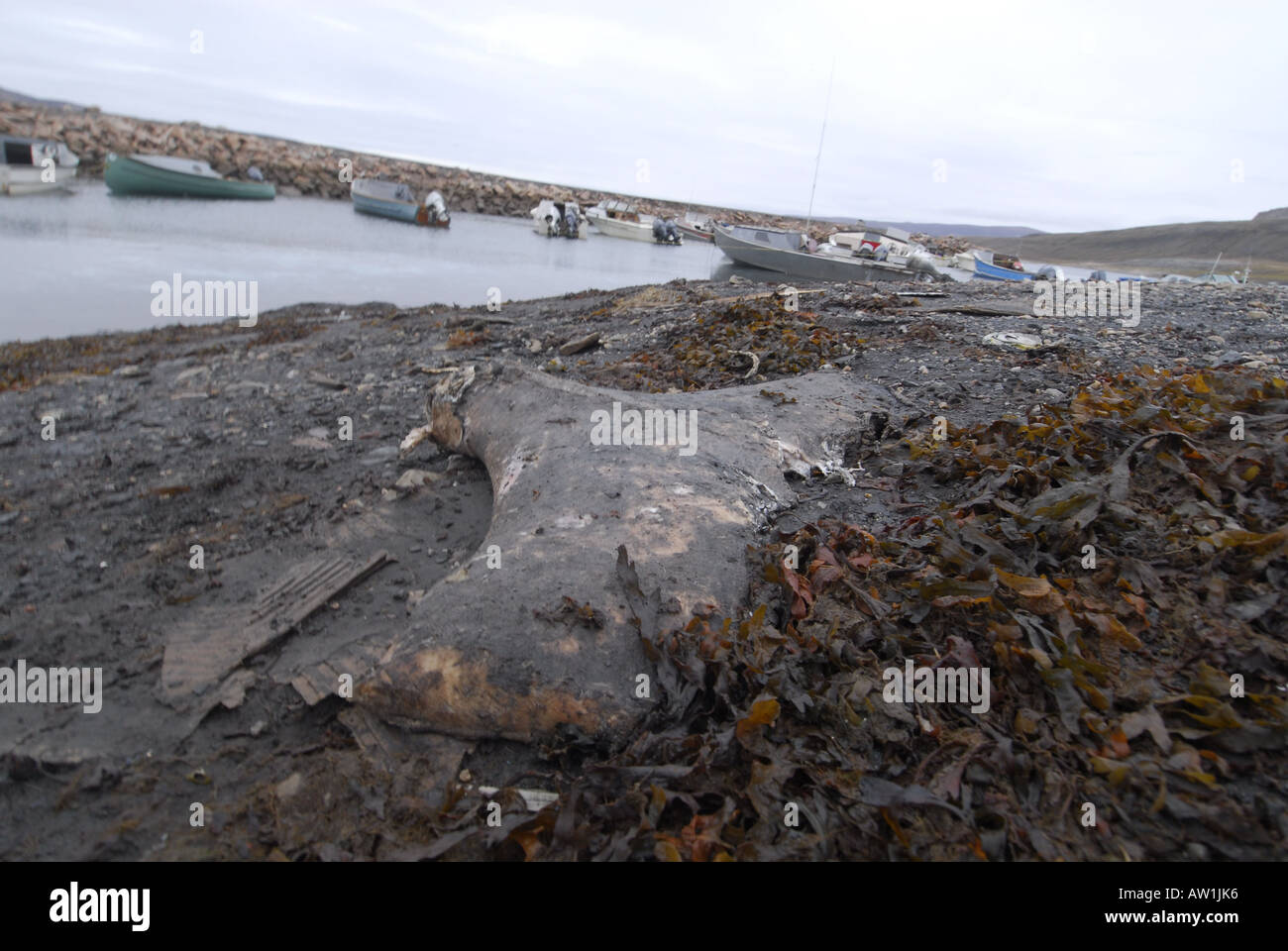 Fluke Remains of a dead narwhal monodon monoseros after a killing ...