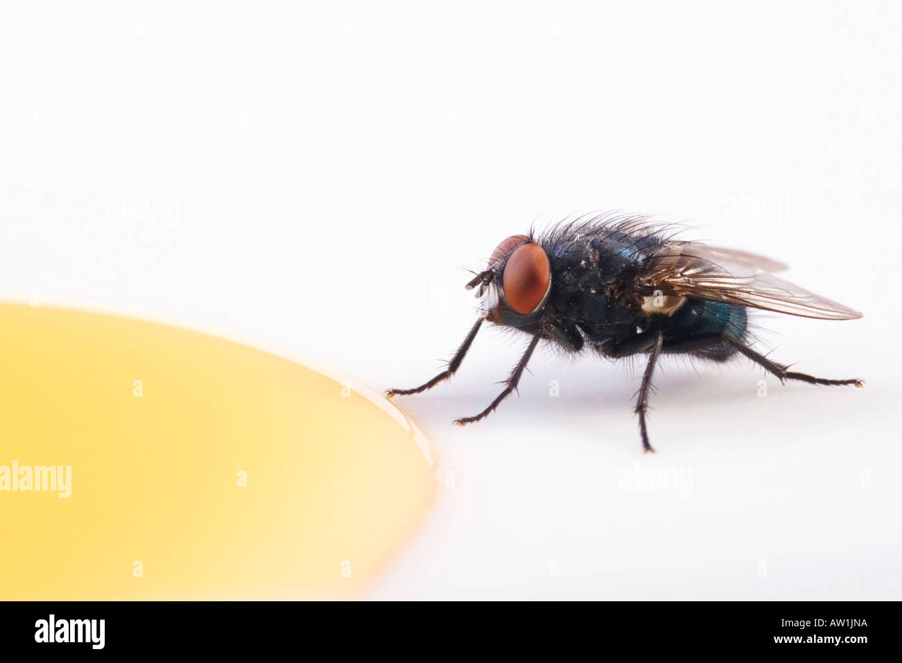 Blue bottle fly (Calliphora vicina) eats honey Stock Photo