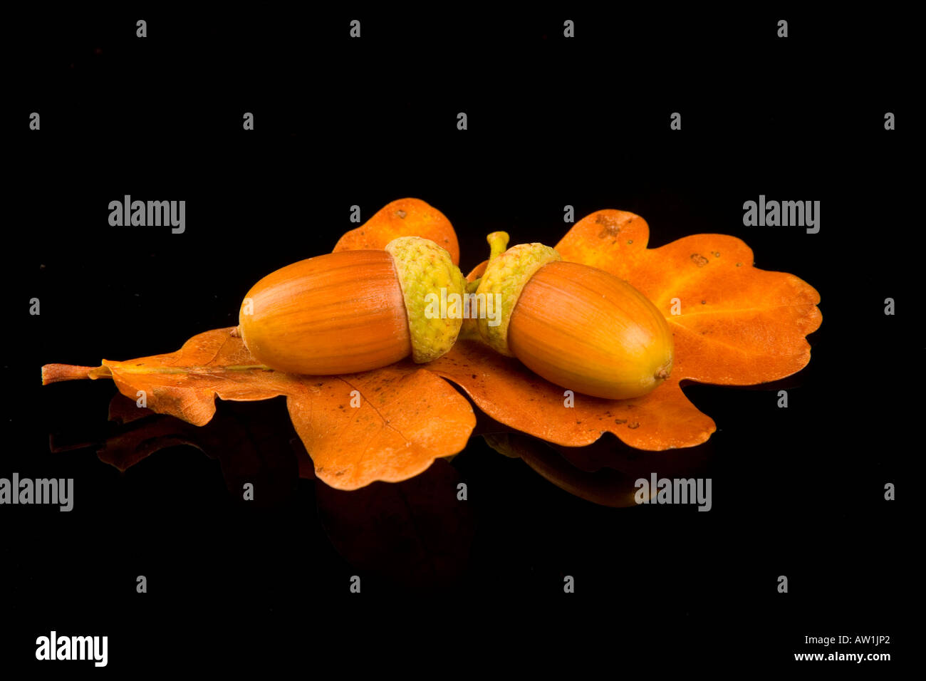 Acorn acorn acorn acorn leaf hi res stock photography and images Alamy