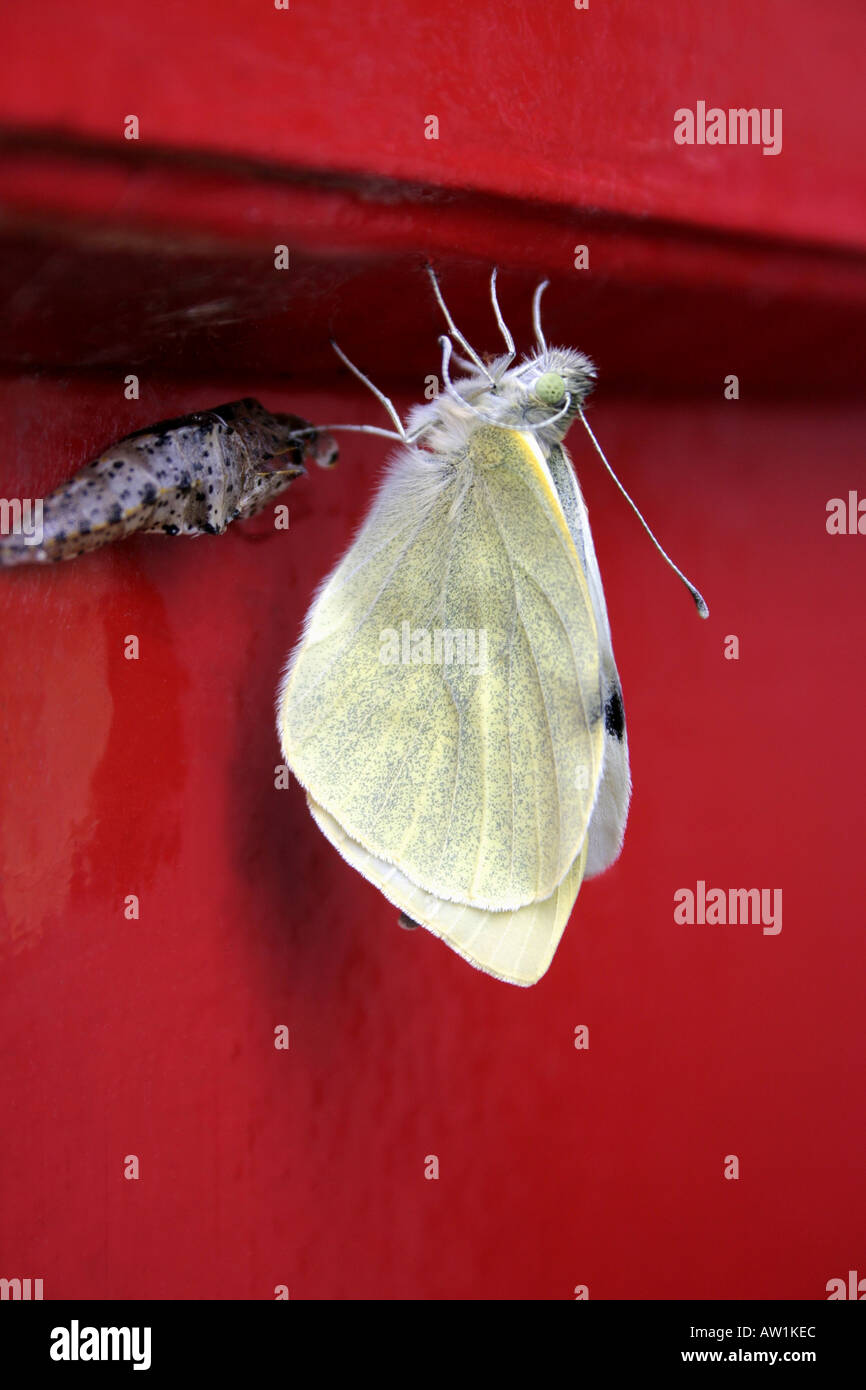 Cabbage white butterfly pupa hires stock photography and images Alamy