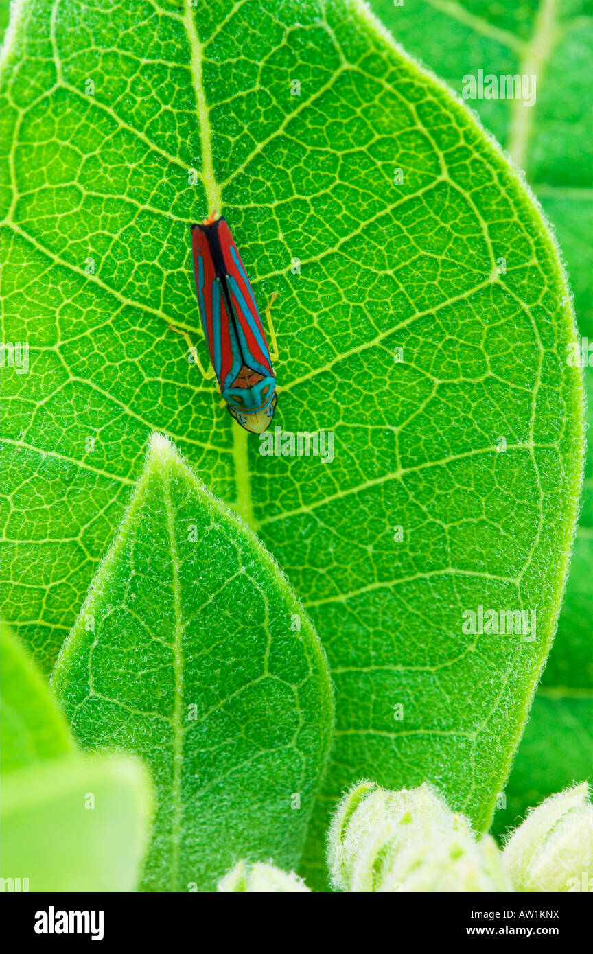 Scarlet and green leafhopper (Graphocephala coccinea) on common milkweed leaf (Asclepias syriaca) Stock Photo