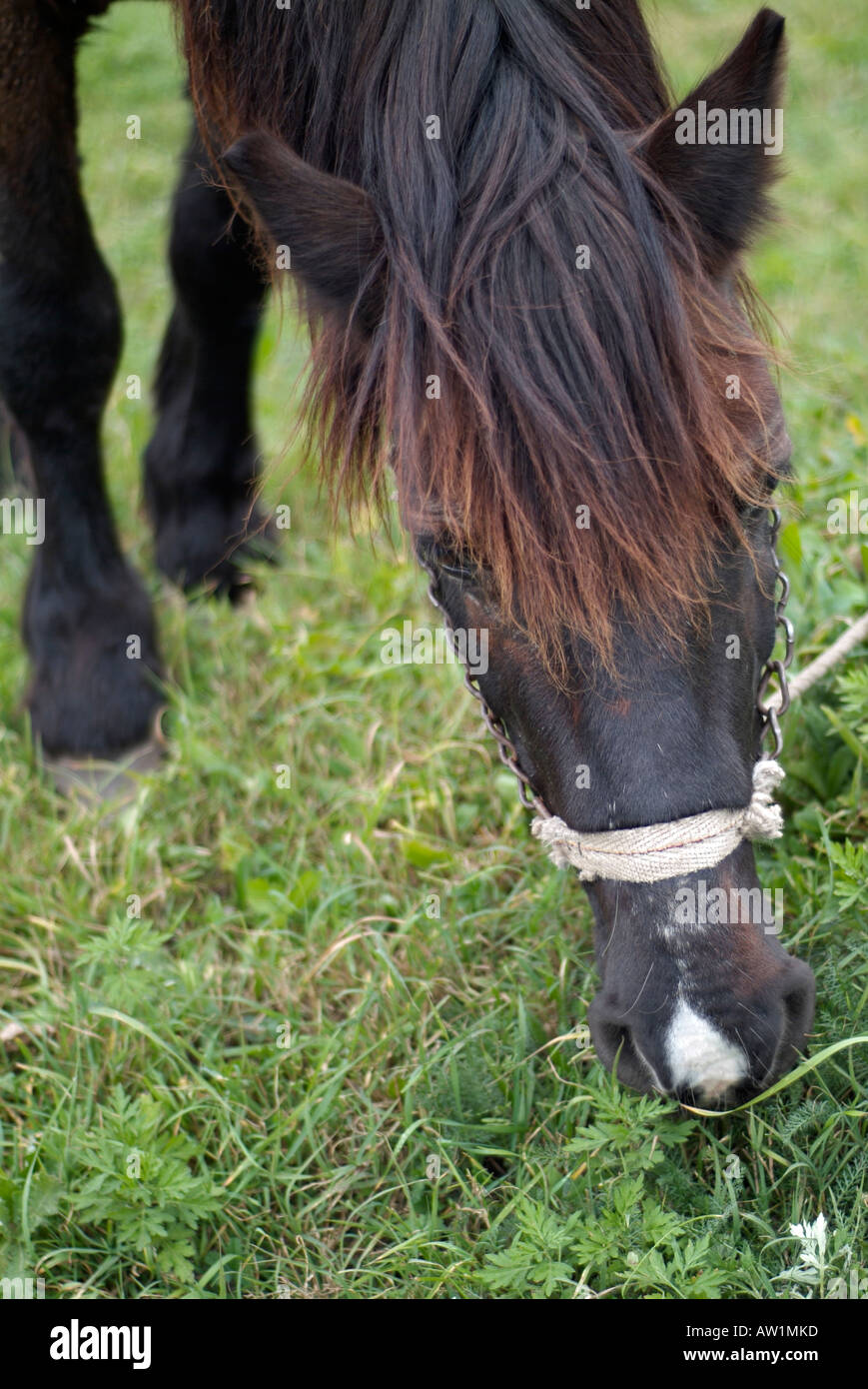 Horse Grazing in a Field Close Up Headshot Stock Photo