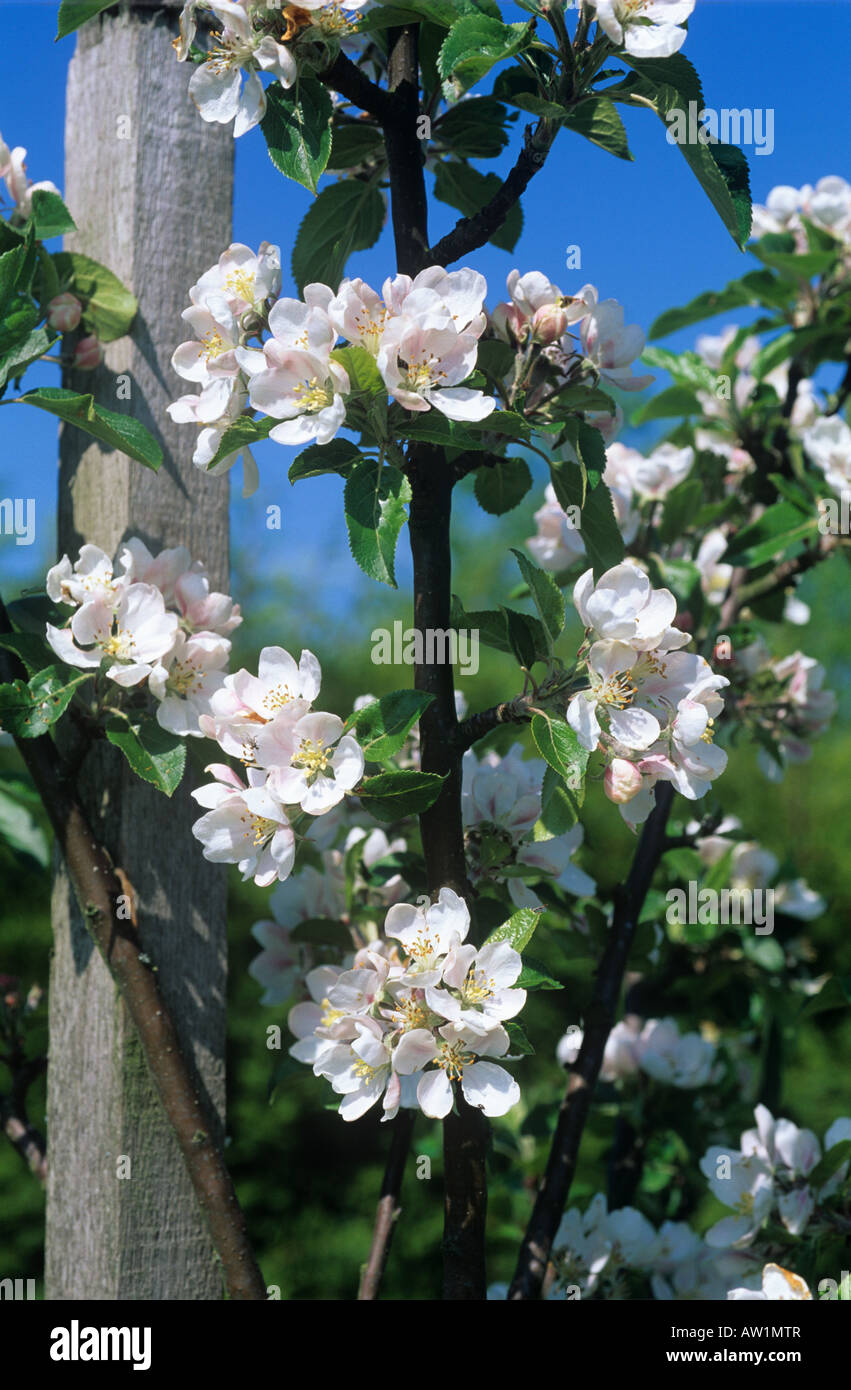 Flowers on a small garden apple tree variety Discovery Stock Photo