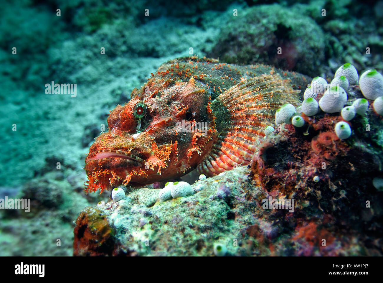 Tassled scorpionfish scorpaenopsis oxycephala maldives hi-res stock ...