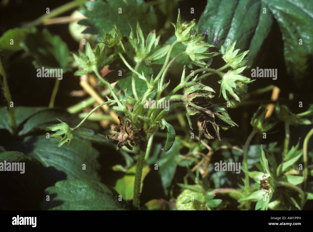 Leaf blotch Zythia fragariae on strawberry flower calyx at fruit set Stock Photo