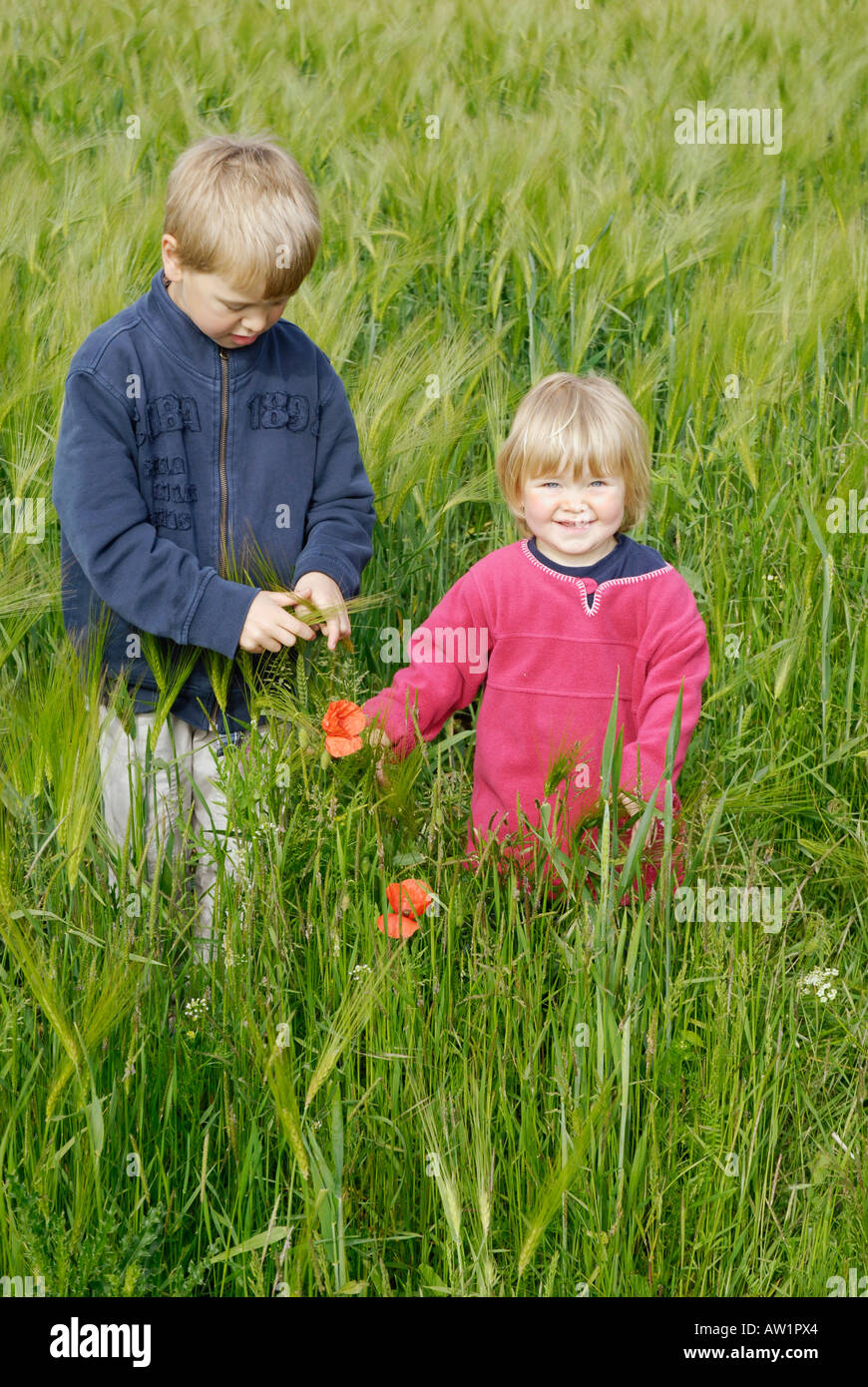 Children playing in grain field Stock Photo - Alamy
