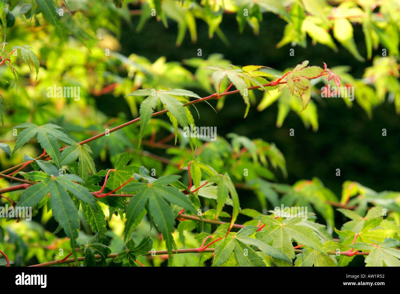 Green Acer leaves with red stems Stock Photo Alamy